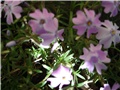 phlox